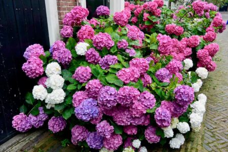 The Netherlands, Haarlem