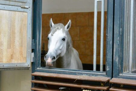 Austria, Vienna - Spanish Riding School
