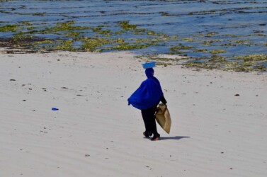 Tanzania, Zanzibar - Collecting Shellfish in the Low Tide