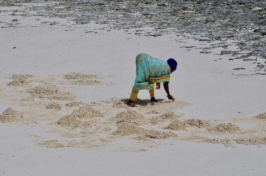 Tanzania, Zanzibar - Collecting Shellfish in the Low Tide