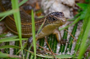 Tanzania, Zanzibar