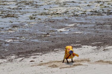 Tanzania, Zanzibar - Collecting Shellfish in the Low Tide