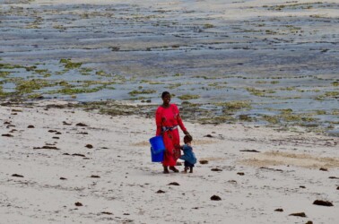 Tanzania, Zanzibar - Collecting Shellfish in the Low Tide
