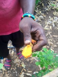 Tanzania, Zanzibar - Tumeric in Tangawizi Spice Farm
