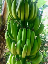 Tanzania, Zanzibar - Bananas in Tangawizi Spice Farm
