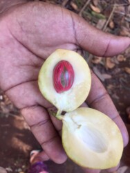 Tanzania, Zanzibar - Nutmeg in Tangawizi Spice Farm