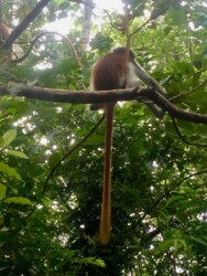 Tanzania, Zanzibar - Red Colobus Monkeys in Jozani Forest National Park