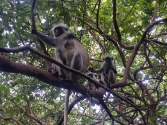 Tanzania, Zanzibar - Red Colobus Monkeys in Jozani Forest National Park
