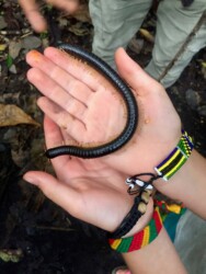 Tanzania, Zanzibar - Jozani Forest National Park