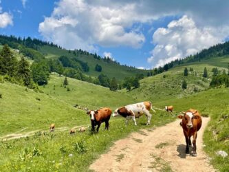 Kosovo, Accoursed Mountains
