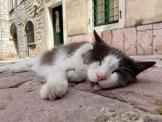 Montenegro, Kotor Bay - Kotor