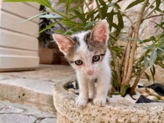 Montenegro, Kotor Bay - Kotor cat
