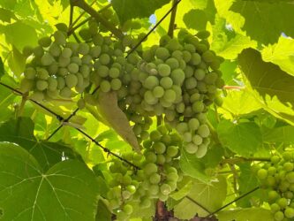 Montenegro - grapes