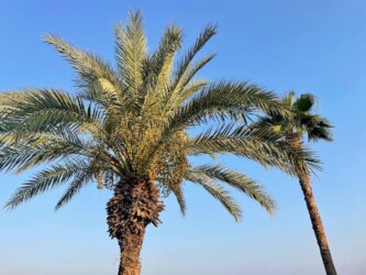 Turkey, Side - Palm Trees