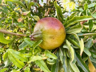 Turkey, Side - Pomegranate