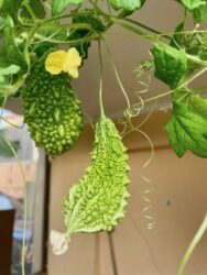 Turkey, Side - Bitter Cucumber
