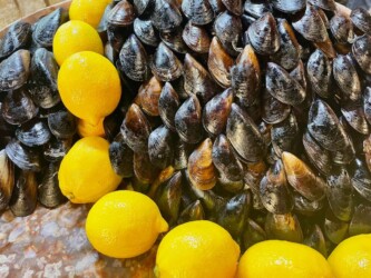 Turkey - Fresh mussels