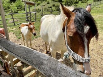 North Macedonia, Mavrovo - Horses