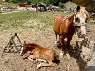 North Macedonia, Mavrovo - Horses