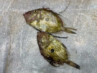 Croatia, Zadar - Fish at the market
