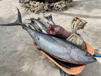 Tanzania, Zanzibar - Tuna