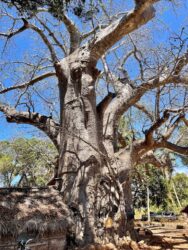 Tanzania, Zanzibar - Baobab tree