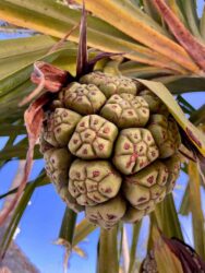 Tanzania, Zanzibar - Local fruit