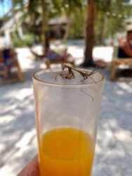 Tanzania, Zanzibar - Manti