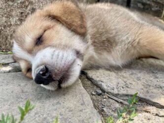 Georgia, Mtskheta - Dog