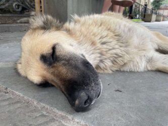 Georgia, Mtskheta - Dog