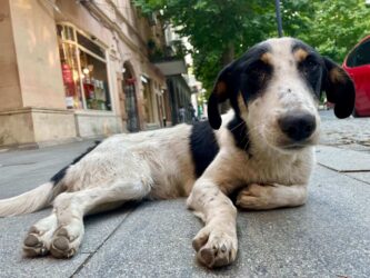 Georgia, Kutaisi - Dog