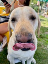 Georgia, Bangveti - Dog