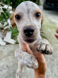 Georgia, Martvili - Dog