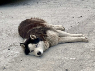 Georgia, Mestia - Dog