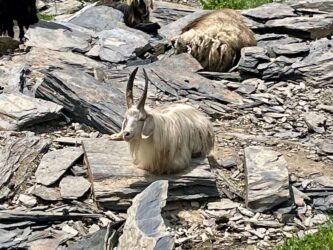 Georgia, Ushguli - Mountain goats