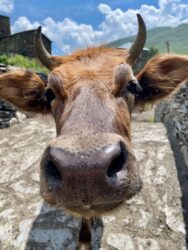Georgia, Ushguli - Cow