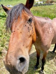 Georgia, Ushguli - Horse