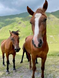 Georgia, Ushguli - Horses