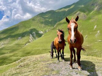 Georgia, Ushguli - Horses