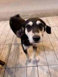 Georgia, Ureki - Dog