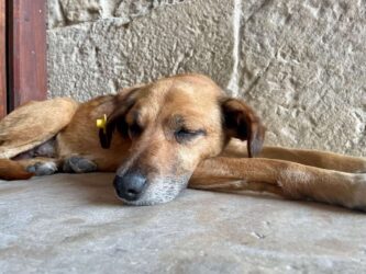 Georgia, Kutaisi - Dog