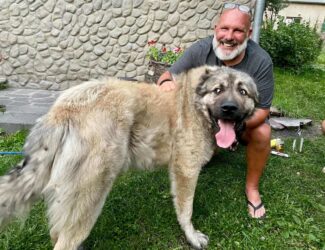 Georgia, Stepancminda - Caucasian Shepherd Dog