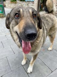 Georgia, Telavi - Dog
