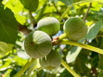 Georgia, Sighnaghi - Figs