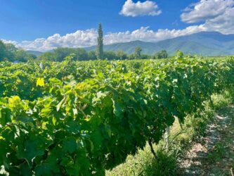 Georgia, Kvareli - Khareba Winery