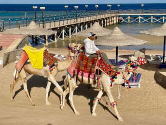 Egypt, Marsa Alam - Camels
