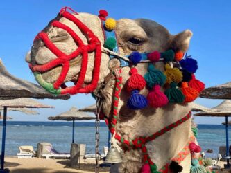 Egypt, Marsa Alam - Camel called Mickey Mouse