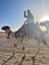 Egypt, Marsa Alam - Camel called Mickey Mouse
