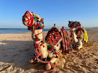 Egypt, Marsa Alam - Camels
