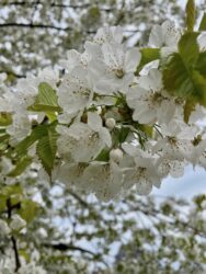 Sweden, Karlskrona - Spring
